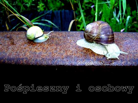 osobowy - pośpiesny